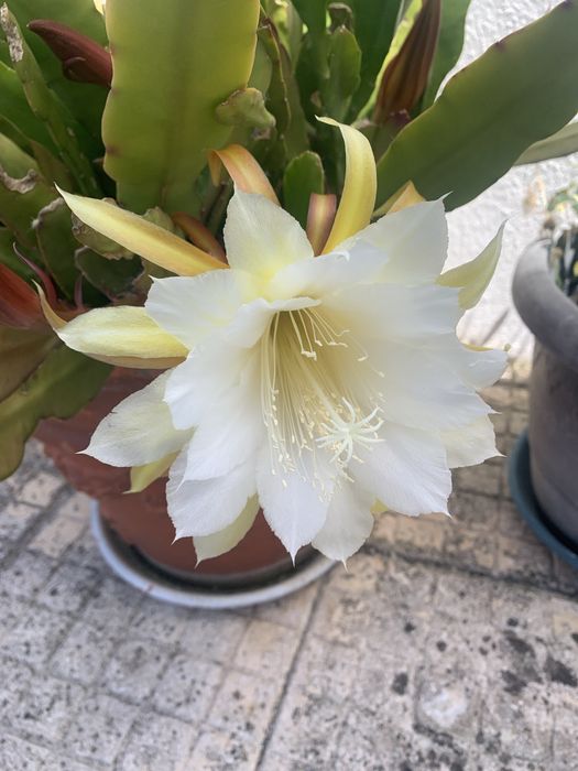 Suculenta com flor