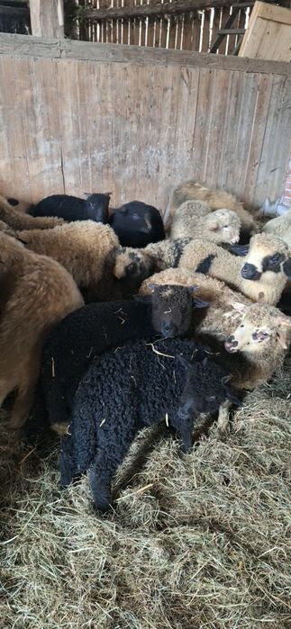 Sprzedam piękne jagnięta