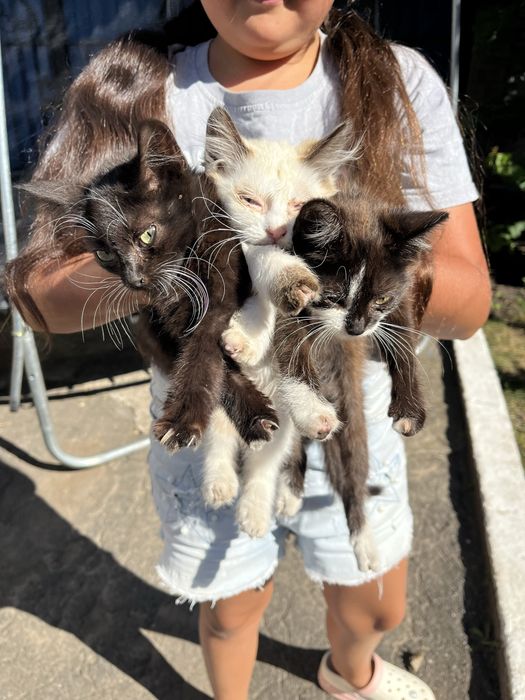 Кошенята в добрі руки!
