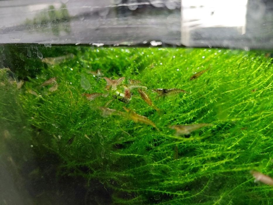 Продам мох акваріумний , мох для креветок,креветка неокардина, черрі.