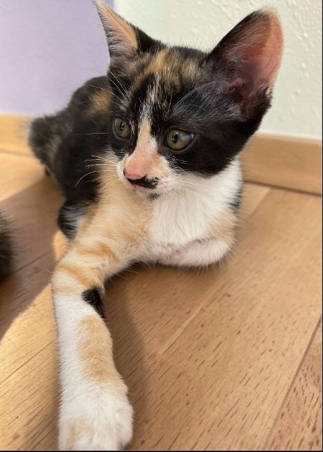 Gatinha bebé para adoção
