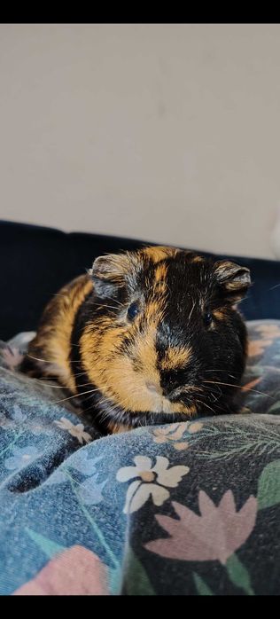 Świnka morska samiec