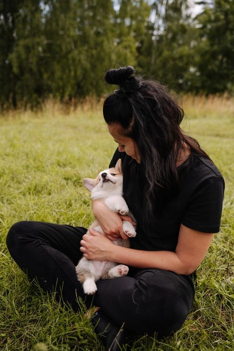 Welsh corgi pembroke