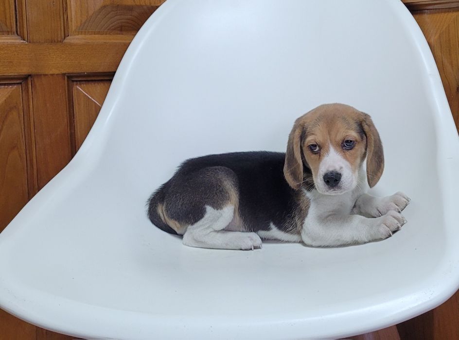Beagle macho bebé