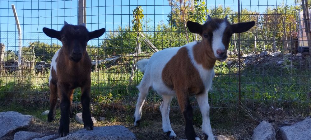 Casal de cabras anas