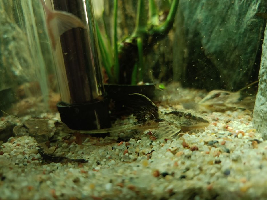 Loricaria Rio Atabapo