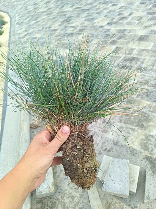 Kostrzewa sina Elijah Blue (Festuca glauca) – niebieska trawa