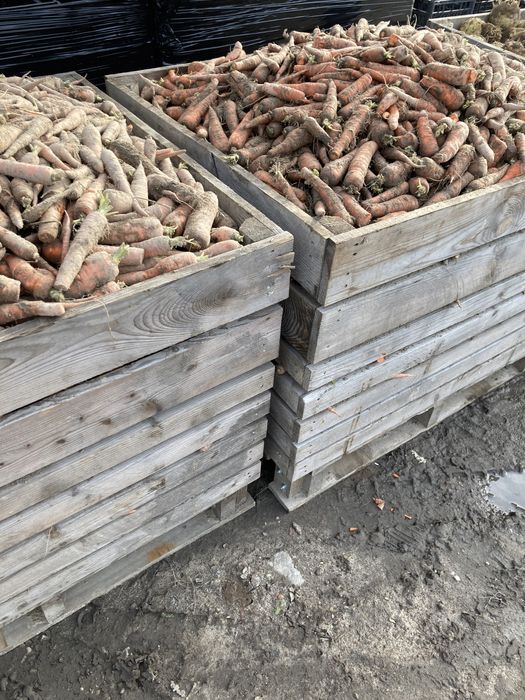 Marchew NIE MYTA dla zwierząt LUZ