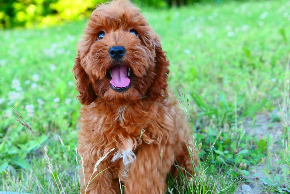Cockapoo-Piękna Suczka! Badania genetyczne!