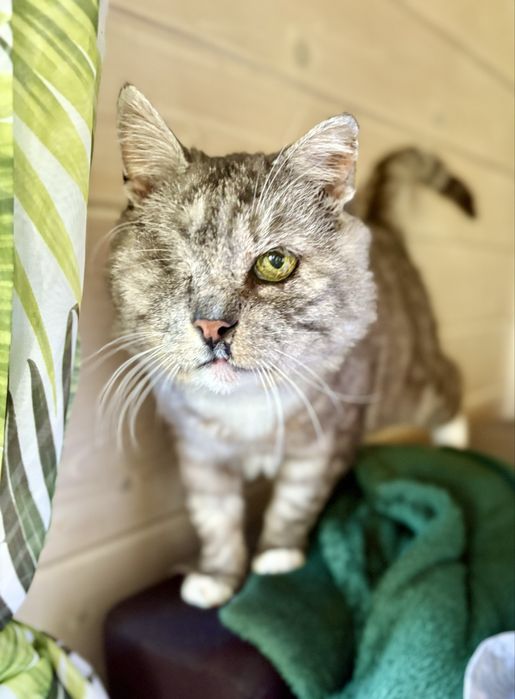 Litek do adopcji pokochaj staruszka