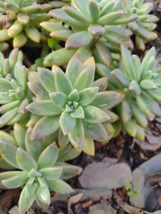 Diversas Espécies de Suculentas - Podas - Faço envios