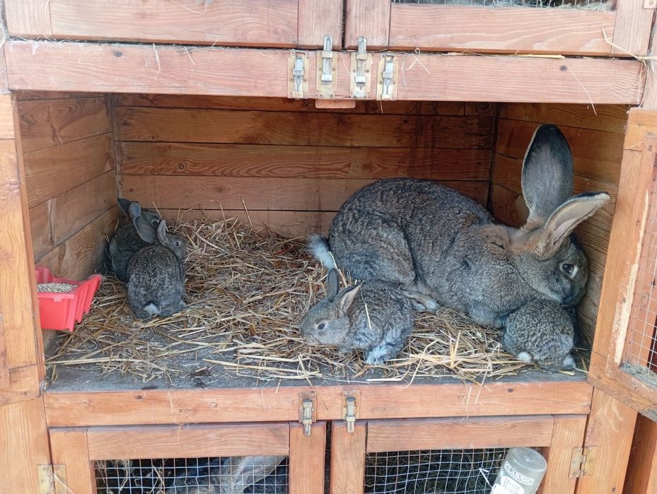 Królik, samica Olbrzym Belgijski z mlodymi