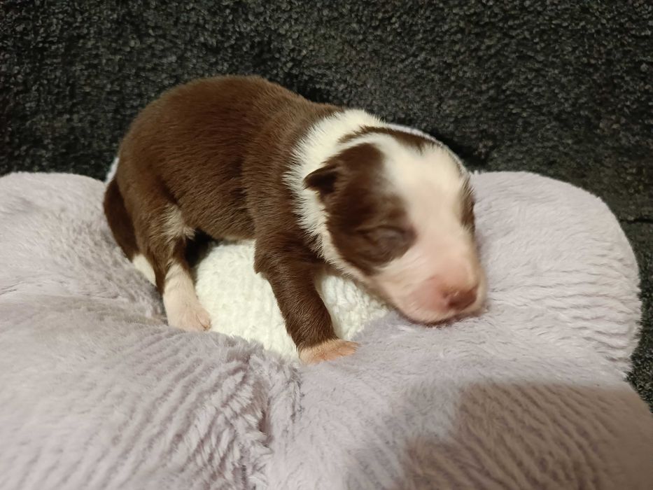 Piesek Border Collie