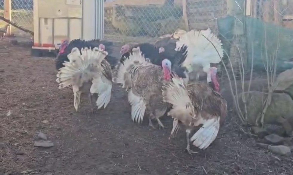 Indory szukają nowych domów