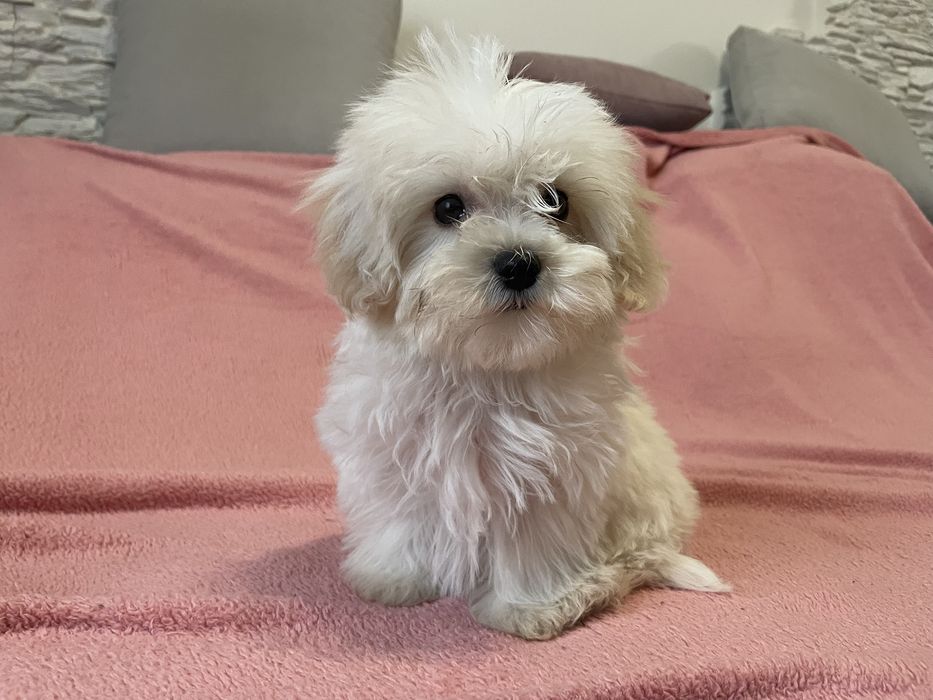 Maltipoo suczka mini