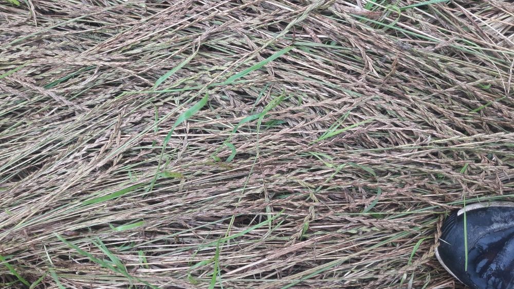 mieszanka traw,koniczyna, wieloletnia,trawa nasienna, nasiona traw