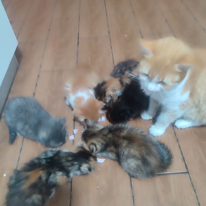 Котинята в добрі рукі