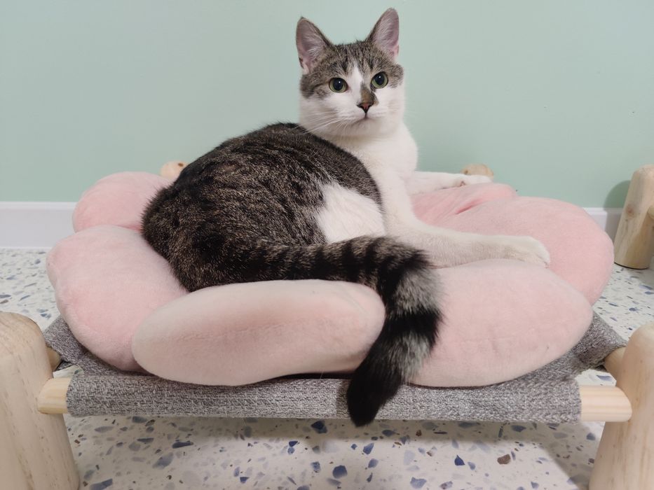 Kot do adopcji - CEDAR, 1.5 roku ,  FELV+