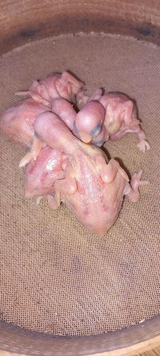Ring necks  criados há mão