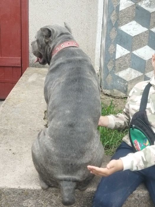 В'язка пса. Кане корсе сірого кольору  Олександр