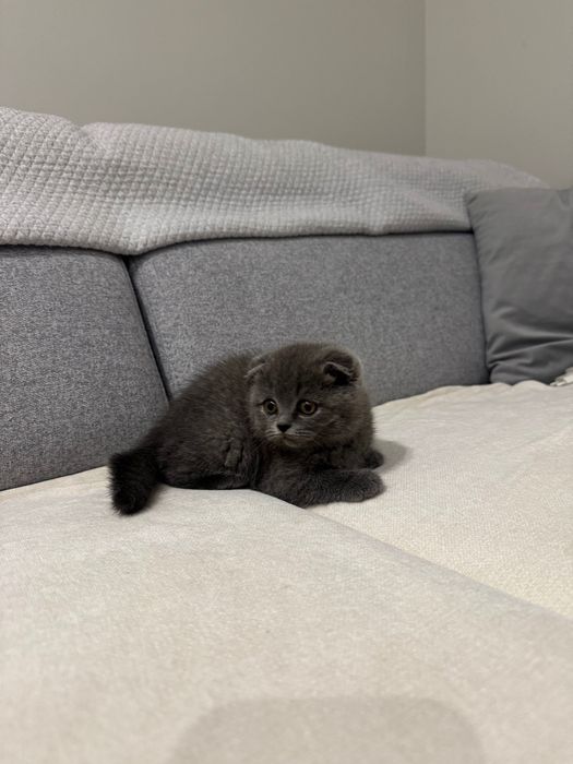 Gatinha Scottish Fold