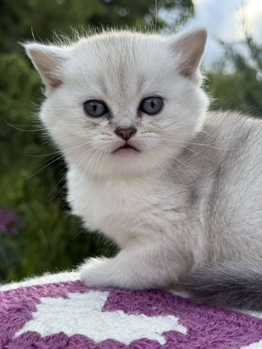 Скоттиш страйт, окрас серебристая шиншилла