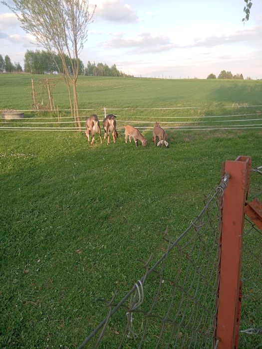 Koza kuzka  młoda koziołek