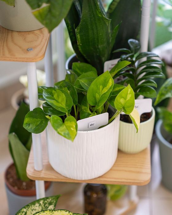 Plantas Interior (Monstera, Philodendron, ect)