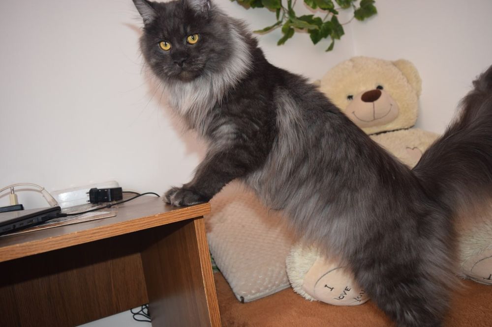 Мейн-Кун кошечка