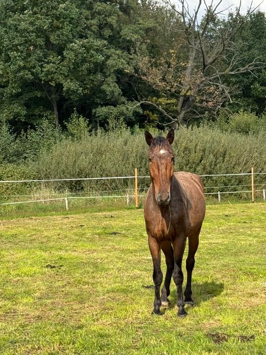 Piękny wałach na sprzedaż. Okazja