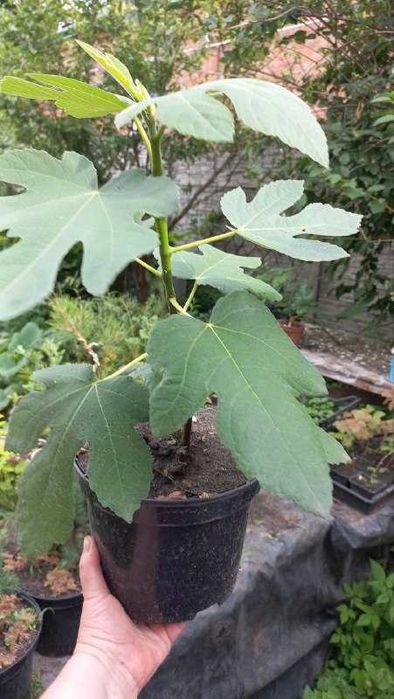 Продам хризантемы, розы, гибискус, ивы, туи, юкки, инжир, авокадо и др