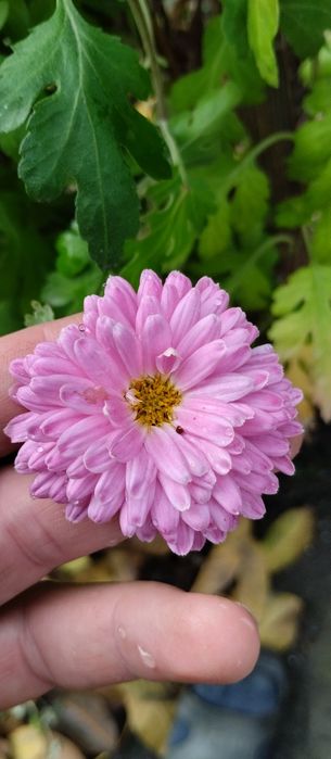 Хризантеми     .