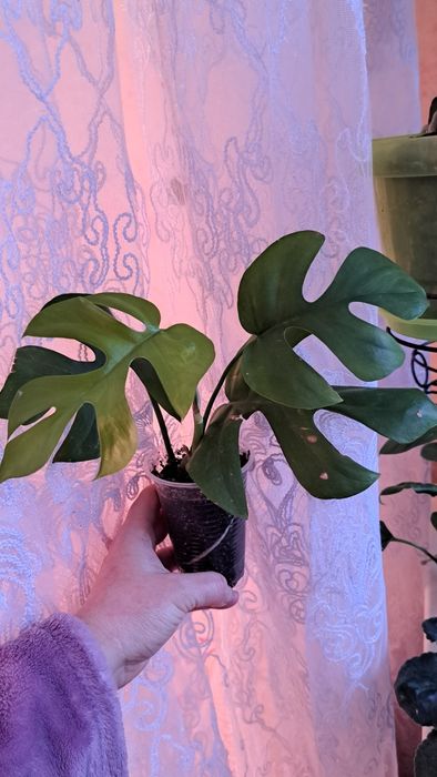 Монстера Little Sister