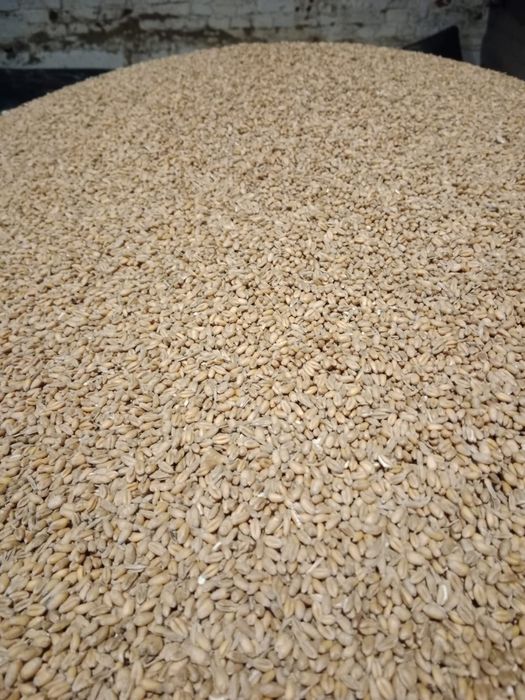 Sprzedam Zboża sezon  2025