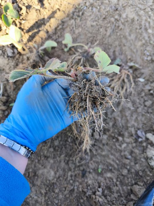 40szt sadzonek truskawek mix odmiany Polka i Vibrant