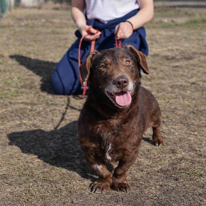 pies idealny czeka na dom