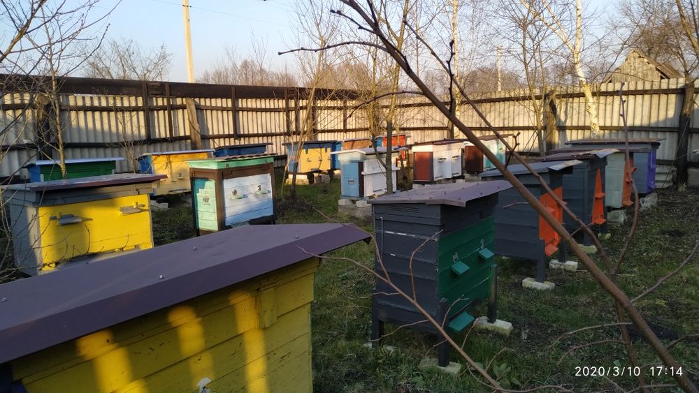 Продам вулики з бджолами