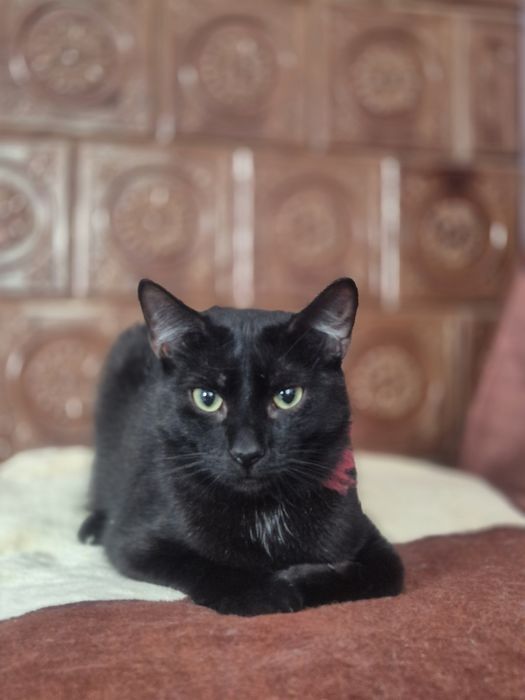 Roczny kocurek Gacek do pilnej adopcji