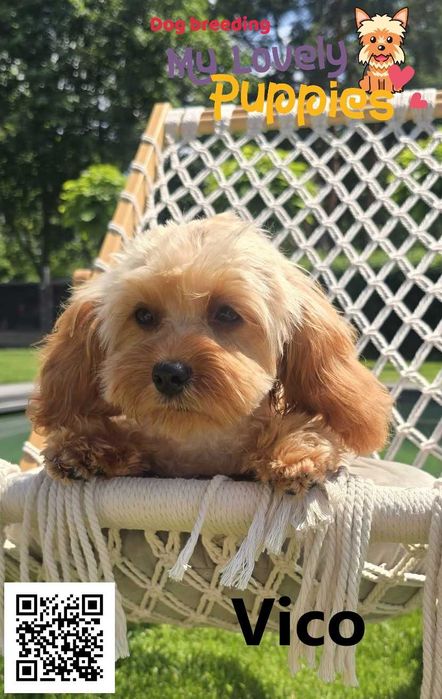 Maltipoo chłopiec Vico