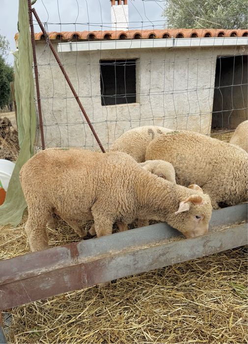 Borrego Merino branco