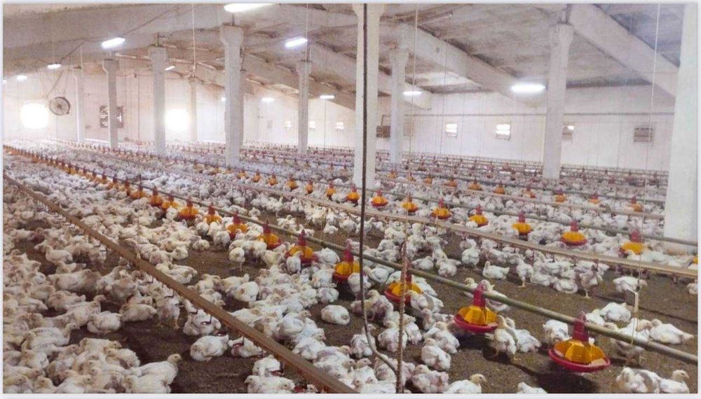 ПРОДАЮ ДІЮЧИЙ БІЗНЕС!!! Вирощування курчат бройлерів*