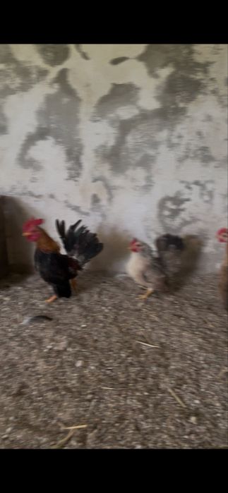 Seramas linha europeia puros