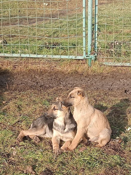 В хорошие руки  отдам