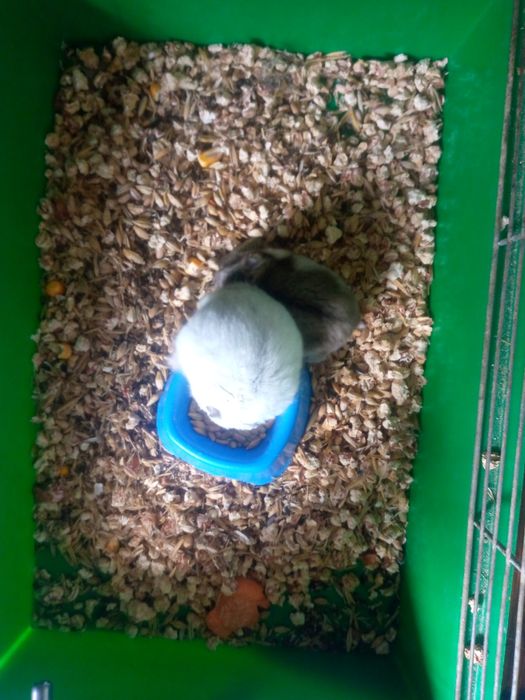 Хомячки Кременчуг