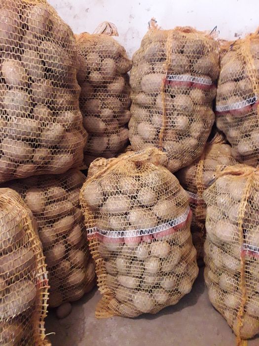 Sprzedam ziemniaki Soraya