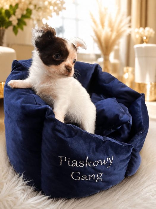 Chihuahua długowłosy
