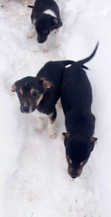 Срочно щенки в добрые руки