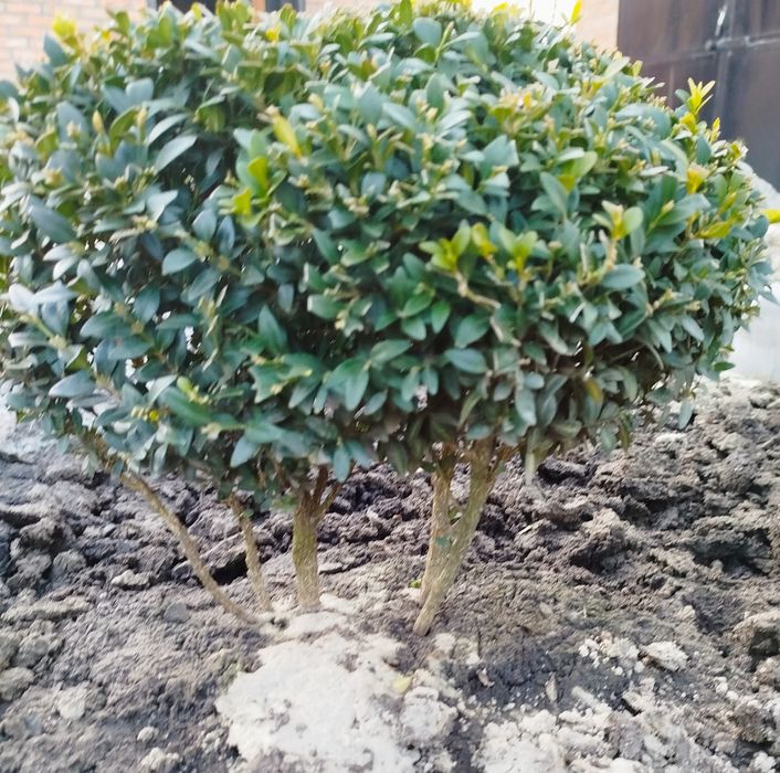 Самшит. Кущі самшиту