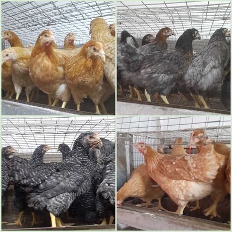 Кури 4,5 міс домінанти