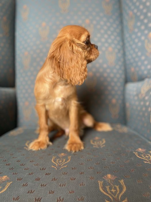 Cavalier king charles spaniel